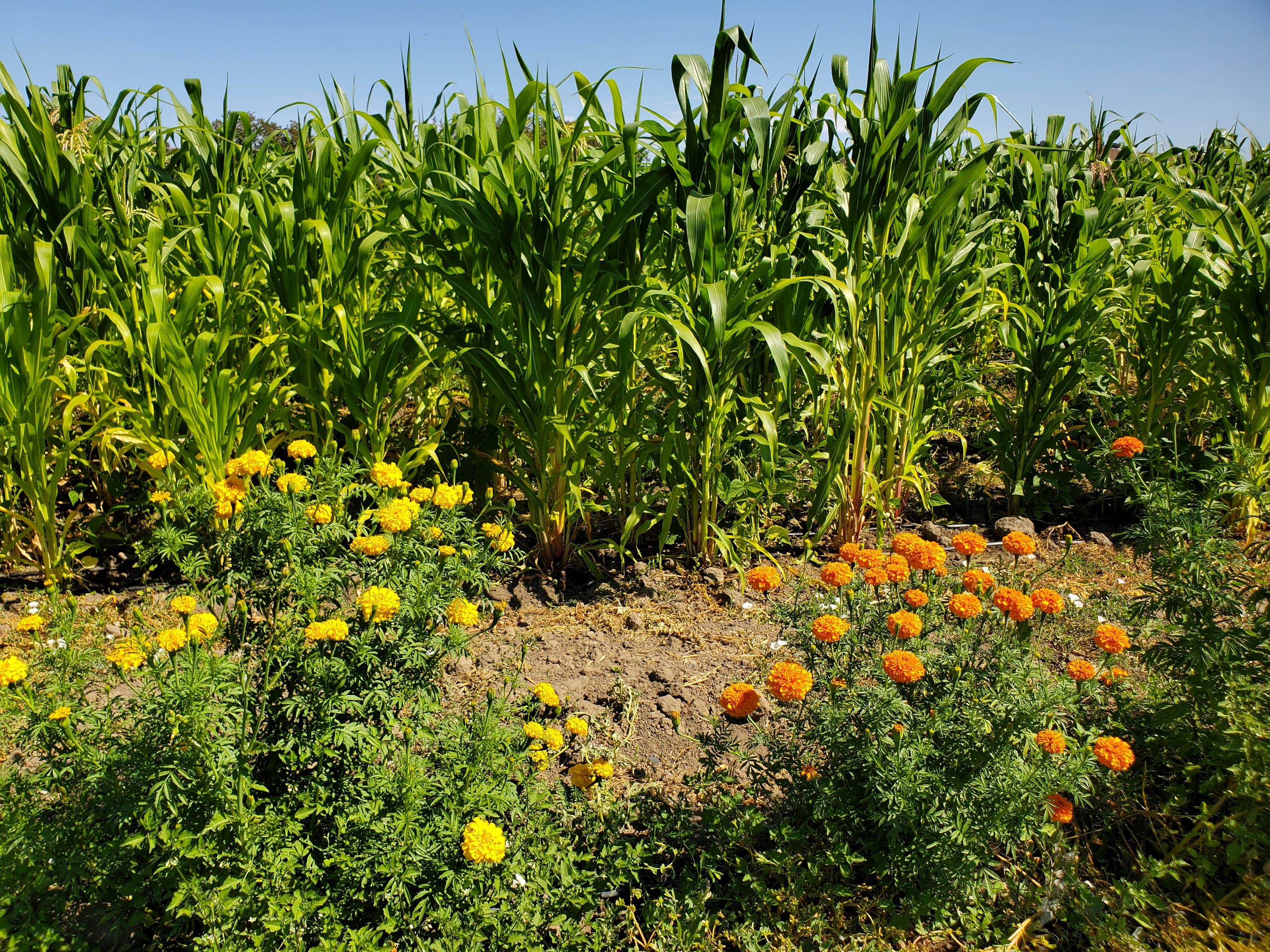 Maiz y Cempoaxochitl