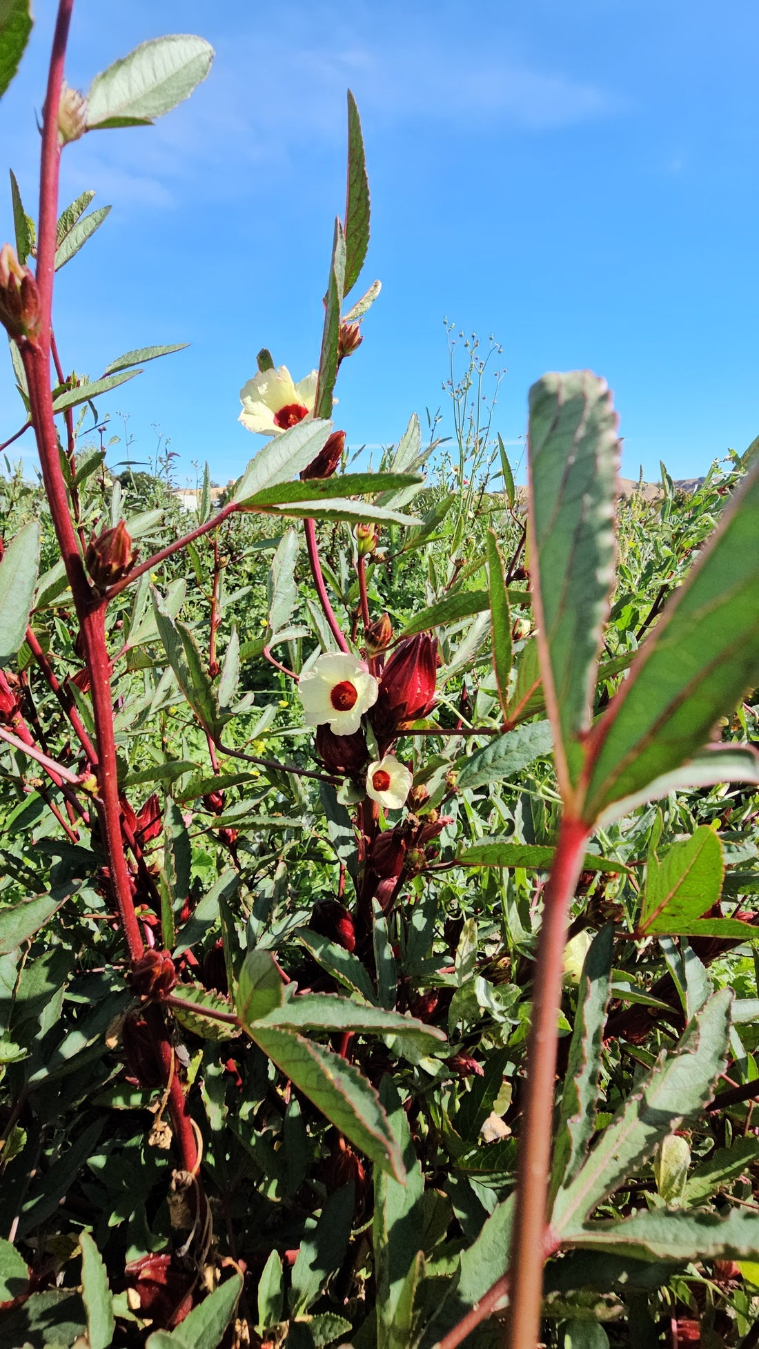 Hibiscus sabdariffa, jamaica, roselle