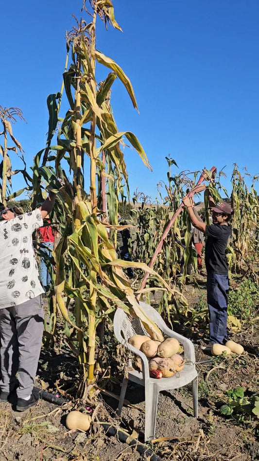 Harvest of corn and squash in the milpa