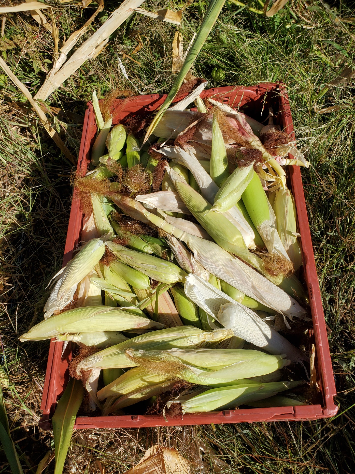 Heirloom Popcorn (bagged)