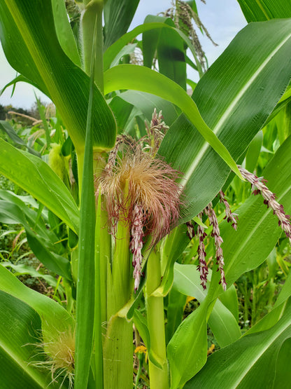 Heirloom Popcorn (on the cob)