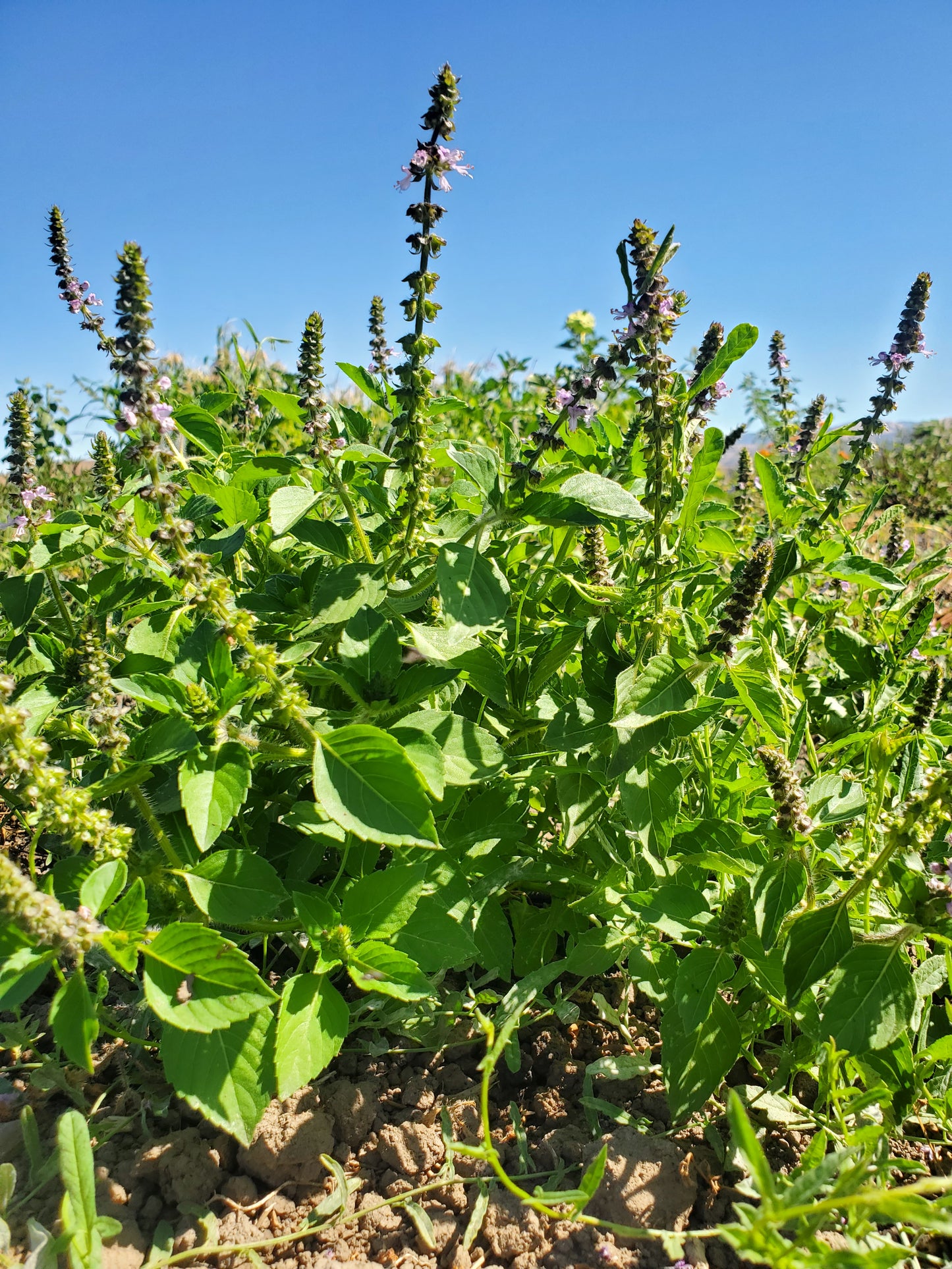 Body Oil: Tulsi