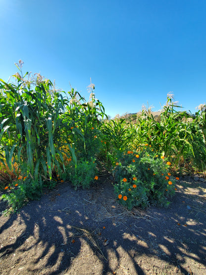 Heirloom Popcorn (on the cob)