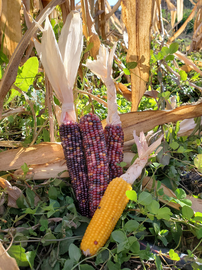 Heirloom Popcorn (on the cob)