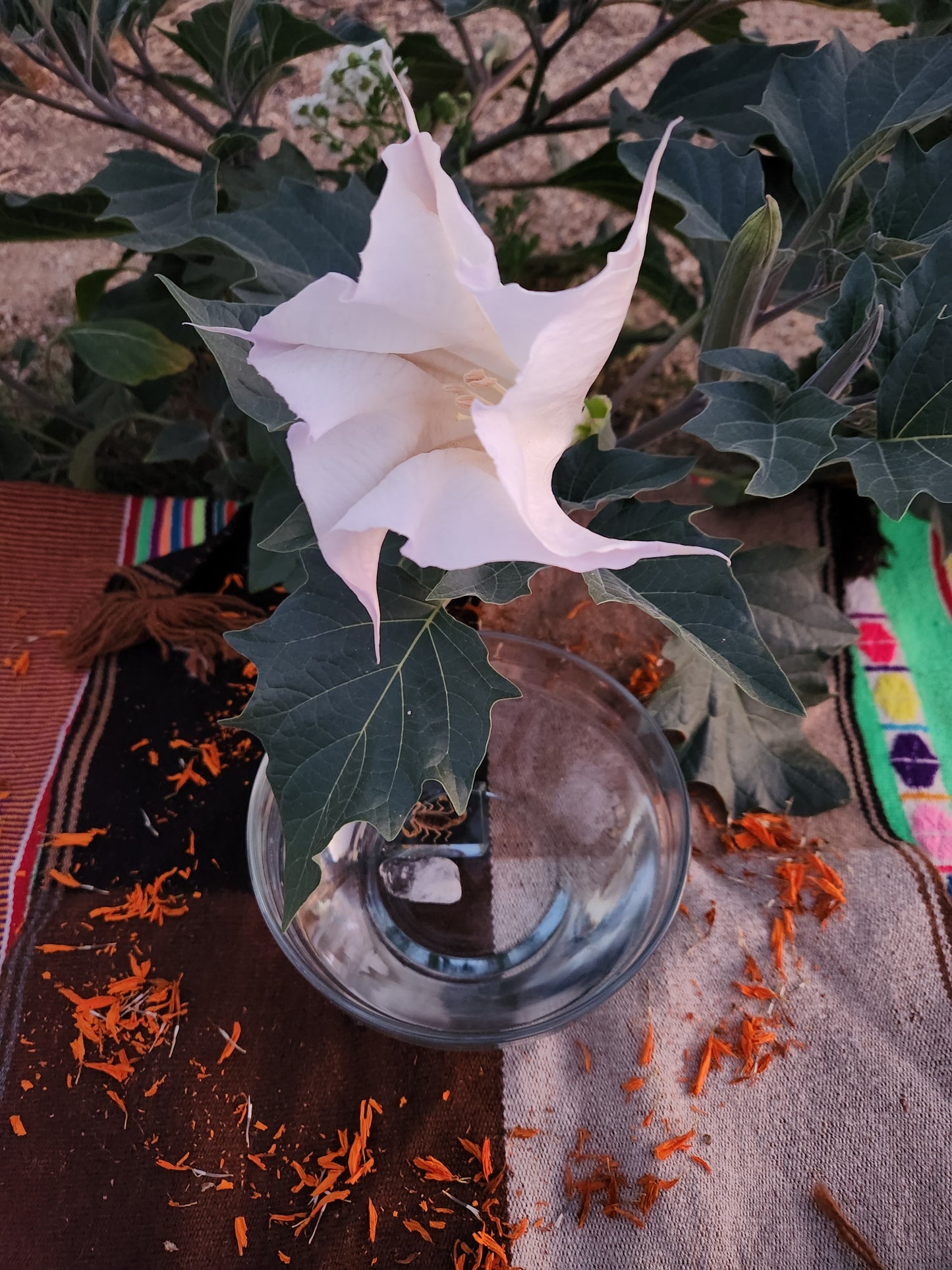 Datura Flower Essence: Cyclical Succession