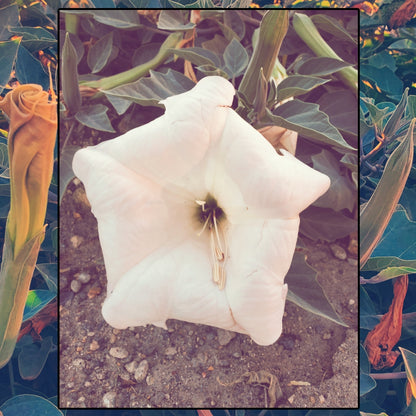 Datura Flower Essence: Cyclical Succession